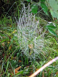 A spider's web representing a fragile ambient